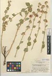 Malacothamnus enigmaticus image
