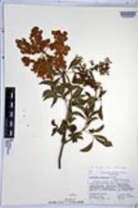 Sambucus cerulea image