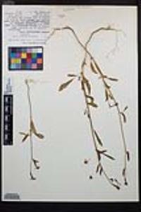 Clarkia rhomboidea image