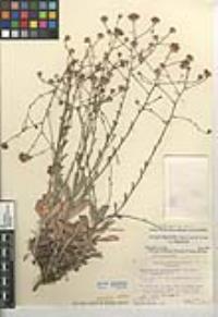 Corethrogyne filaginifolia image
