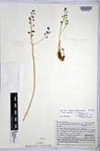 Chlorogalum purpureum var. purpureum image