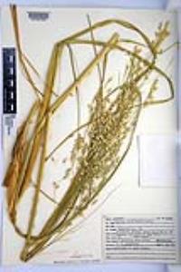 Panicum urvilleanum image