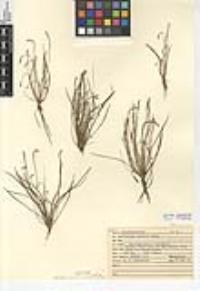 Plantago elongata image