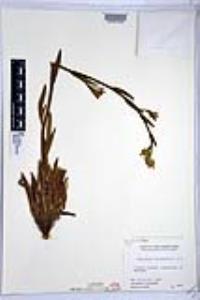 Amsinckia intermedia image