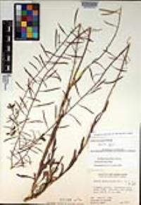 Boechera perennans image
