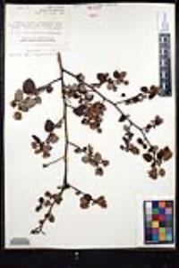 Ceanothus oliganthus var. orcuttii image