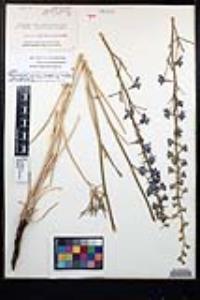 Delphinium hesperium subsp. cuyamacae image