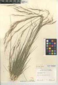 Nassella lepida image
