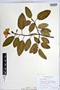 Cordia boissieri image