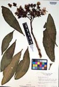 Pereskia grandifolia image
