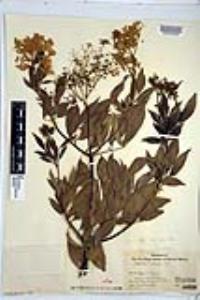 Sambucus cerulea image