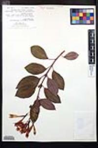 Fuchsia triphylla image