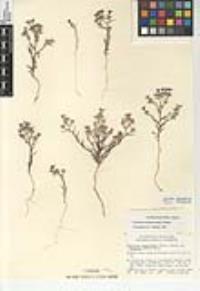 Eriastrum eremicum image