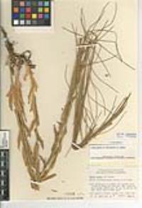 Turritis glabra image