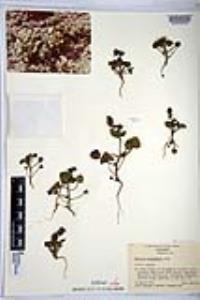 Phacelia pachyphylla image