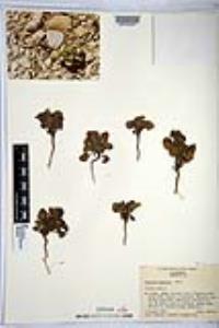 Phacelia neglecta image