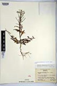 Eremothera chamaenerioides image