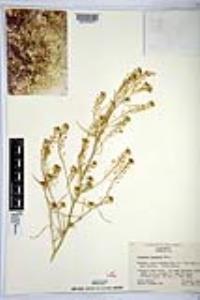 Lepidium fremontii image