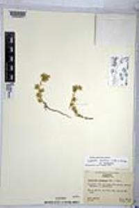 Cryptantha nevadensis image