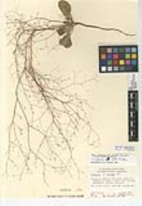 Eriogonum ordii image