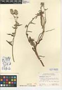 Simpsonanthus jonesii image