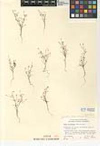 Linanthus filiformis image