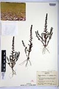 Veronica peregrina subsp. xalapensis image