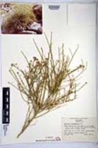 Baccharis brachyphylla image