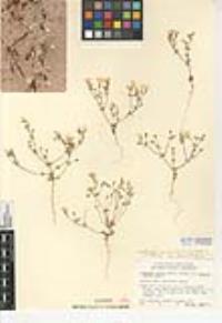 Leptosiphon chrysanthus var. decorus image