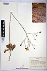 Atrichoseris platyphylla image