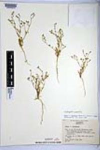 Saltugilia australis image