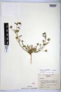 Astragalus didymocarpus var. dispermus image