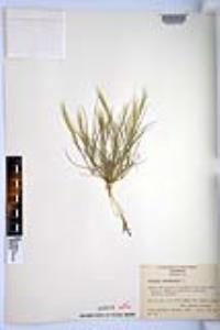 Aristida adscensionis image