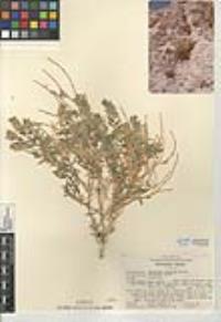 Petalonyx linearis image