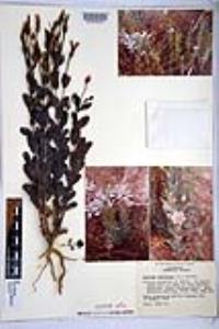 Eustoma exaltatum image