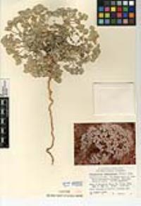 Psathyrotes ramosissima image