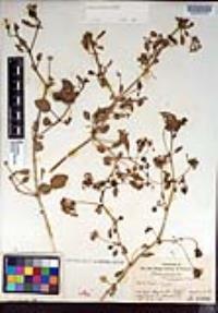 Abronia umbellata image