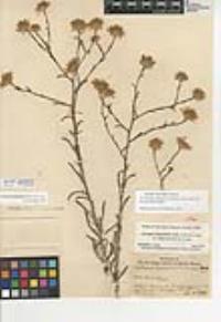 Corethrogyne filaginifolia image