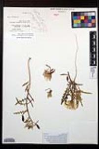 Oenothera arizonica image