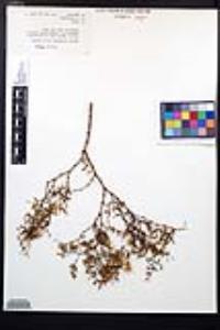 Larrea tridentata image