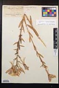 Oenothera elata subsp. hirsutissima image