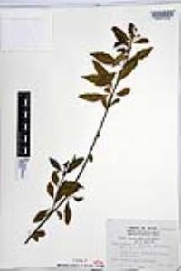 Cordia inermis image