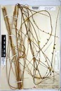 Chlorogalum parviflorum image