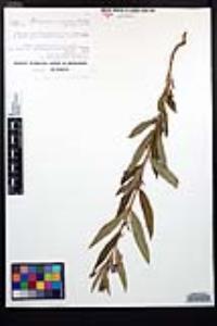 Chamaenerion angustifolium subsp. circumvagum image