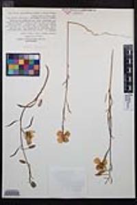 Clarkia bottae image