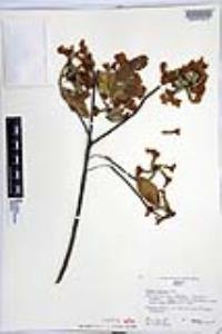 Cordia sonorae image