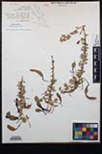 Senegalia greggii image