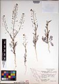 Descurainia pinnata subsp. halictorum image