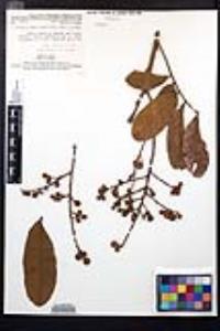 Cupania vernalis image