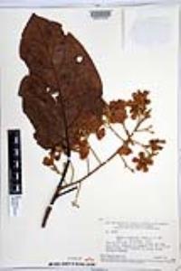 Cordia glabrata image